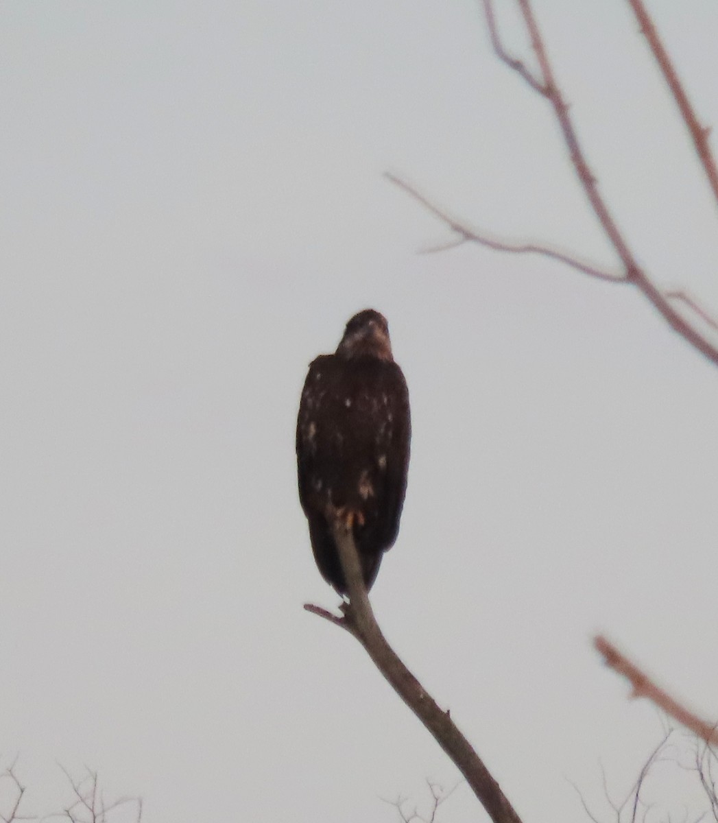 Bald Eagle - ML641974406