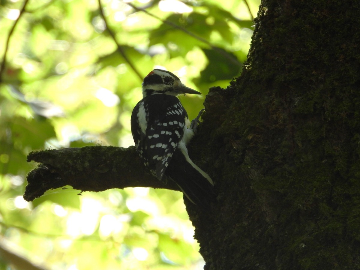Hairy Woodpecker - ML641974407