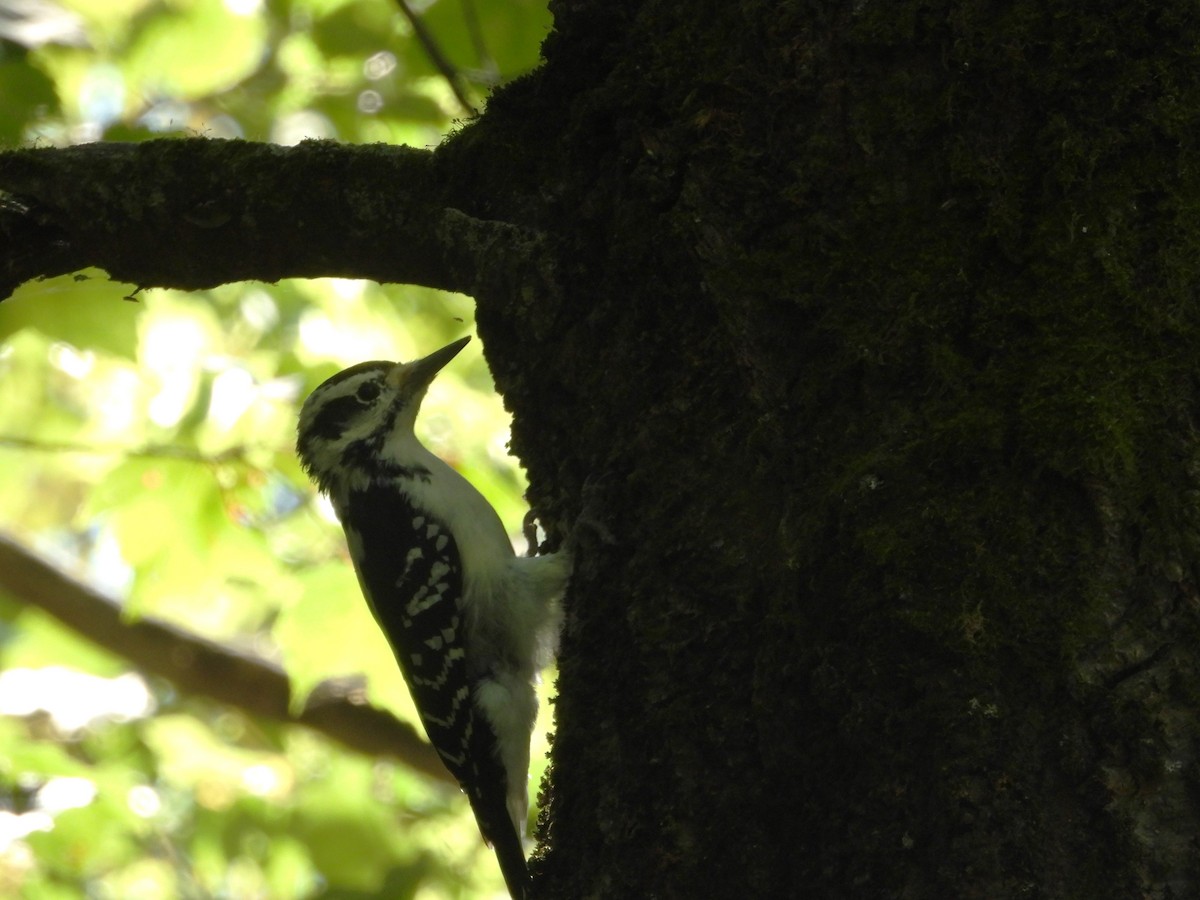Hairy Woodpecker - ML641974408