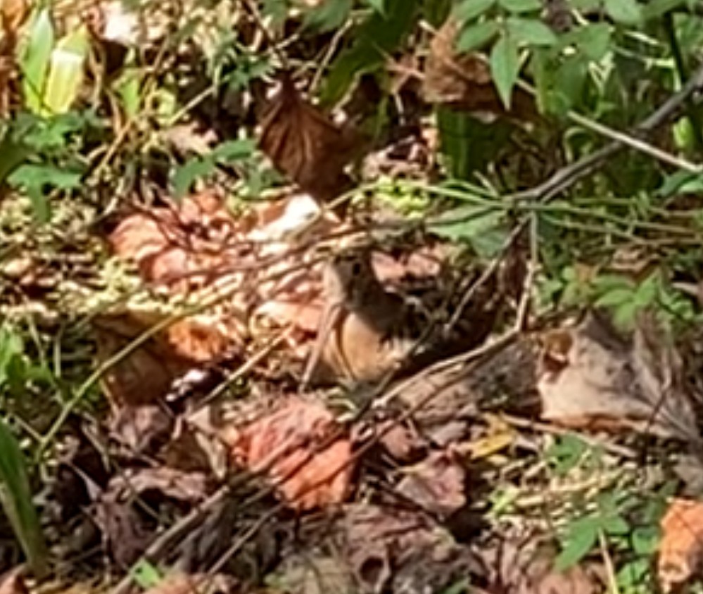 American Woodcock - ML641974417