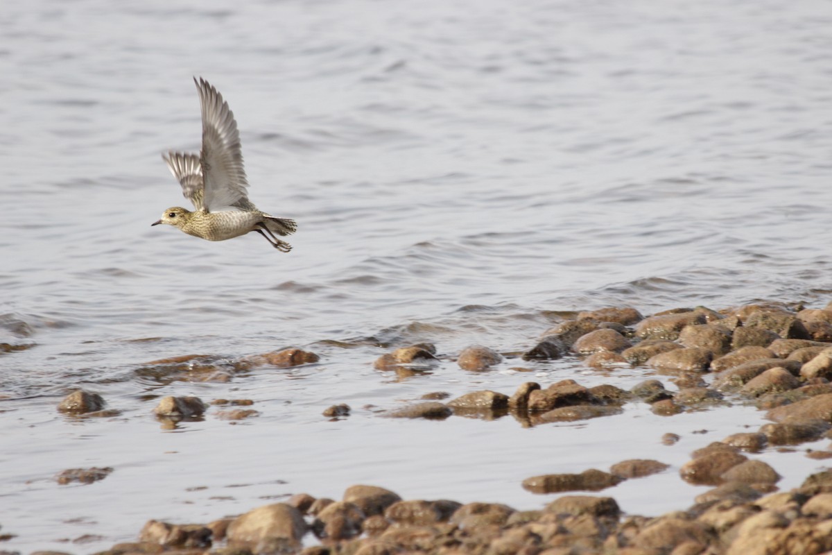 European Golden-Plover - ML641974418