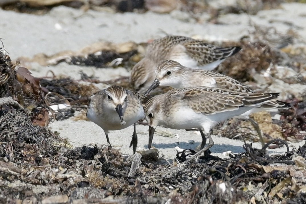 Semipalmated Sandpiper - ML641974419