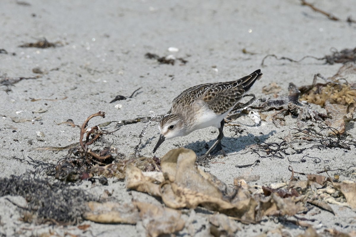 Semipalmated Sandpiper - ML641974420
