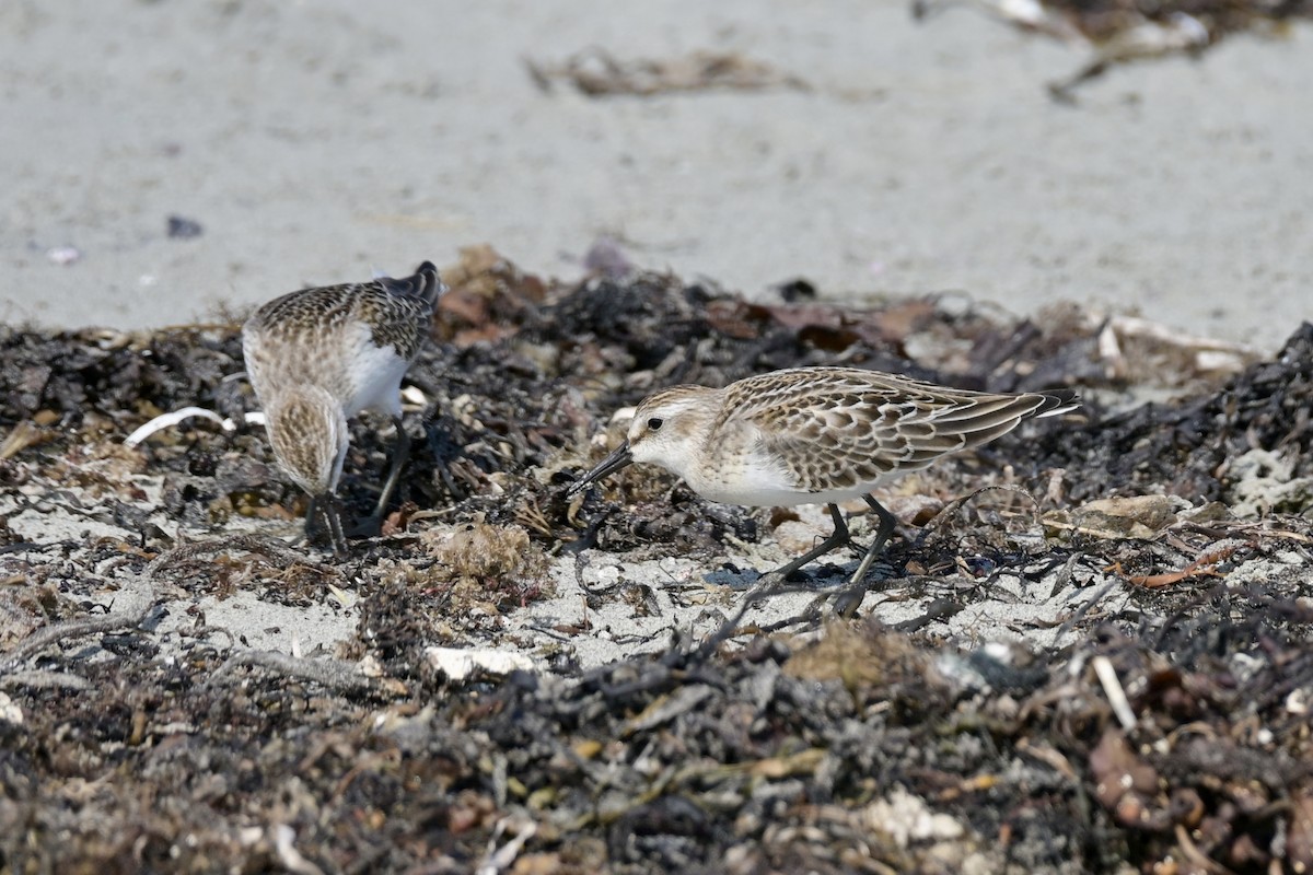 Semipalmated Sandpiper - ML641974421