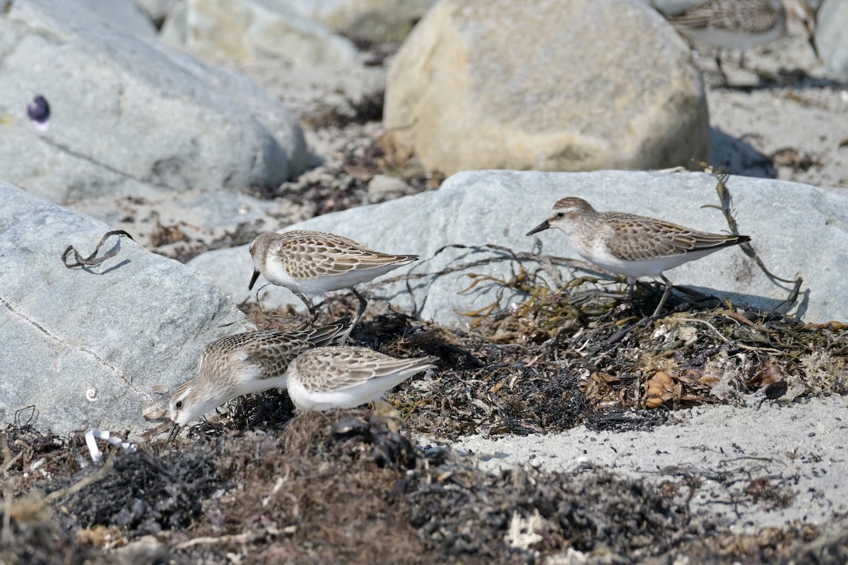 Semipalmated Sandpiper - ML641974422