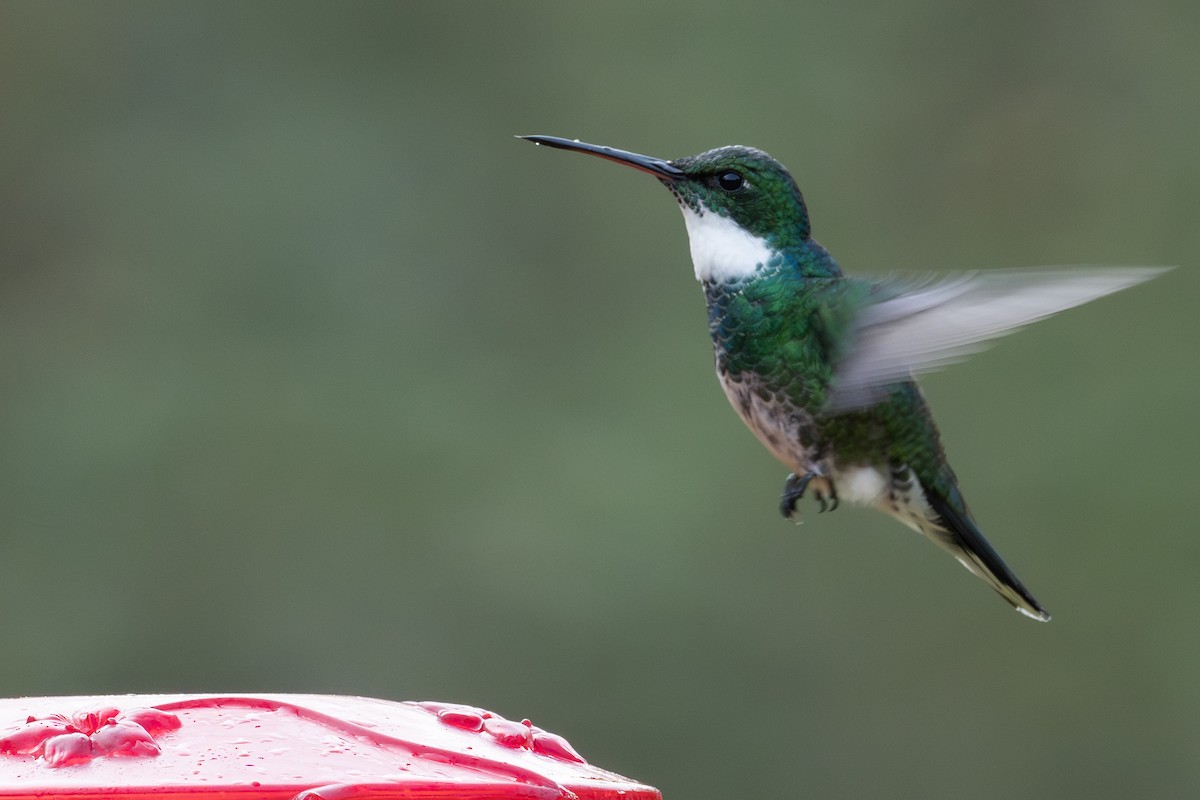 White-throated Hummingbird - ML641974424