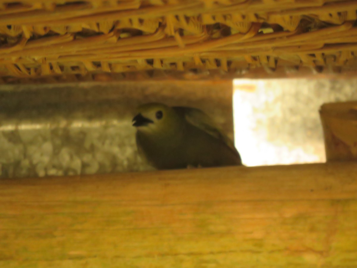 Palm Tanager - ML641974425