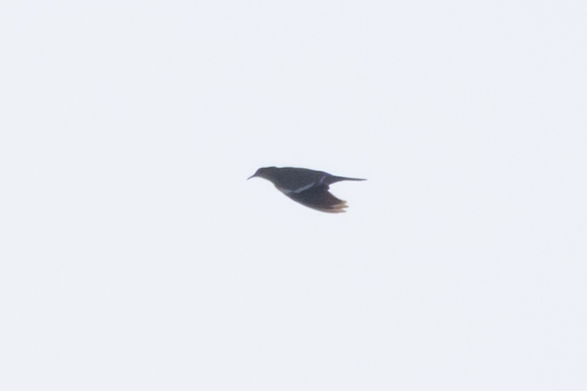 White-winged Dove - ML641974427