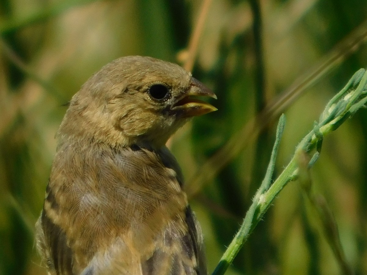 Tawny-bellied Seedeater - ML641974432