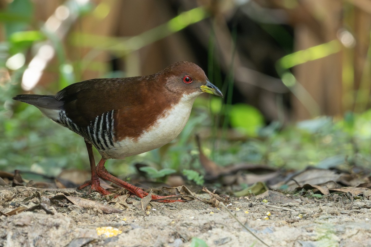Red-and-white Crake - ML641974438