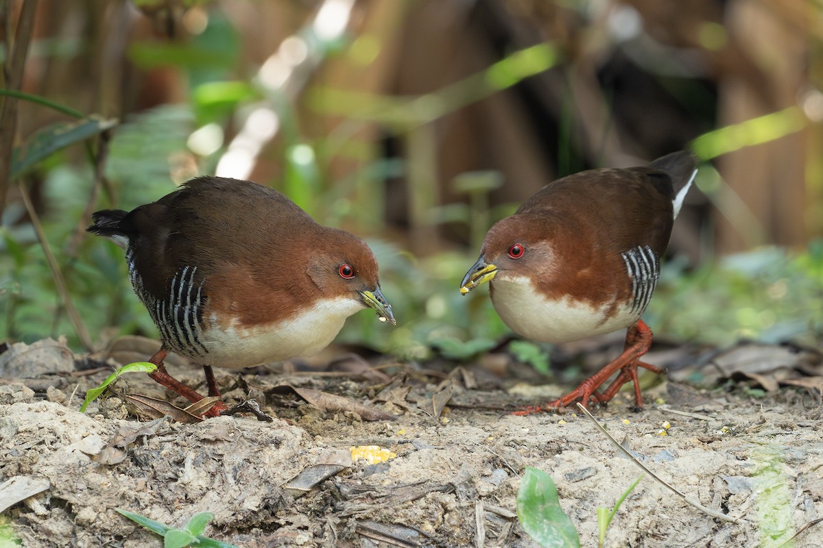 Red-and-white Crake - ML641974439