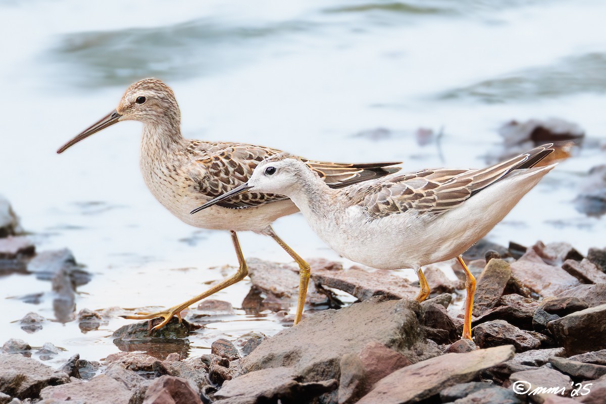 Wilson's Phalarope - ML641974441