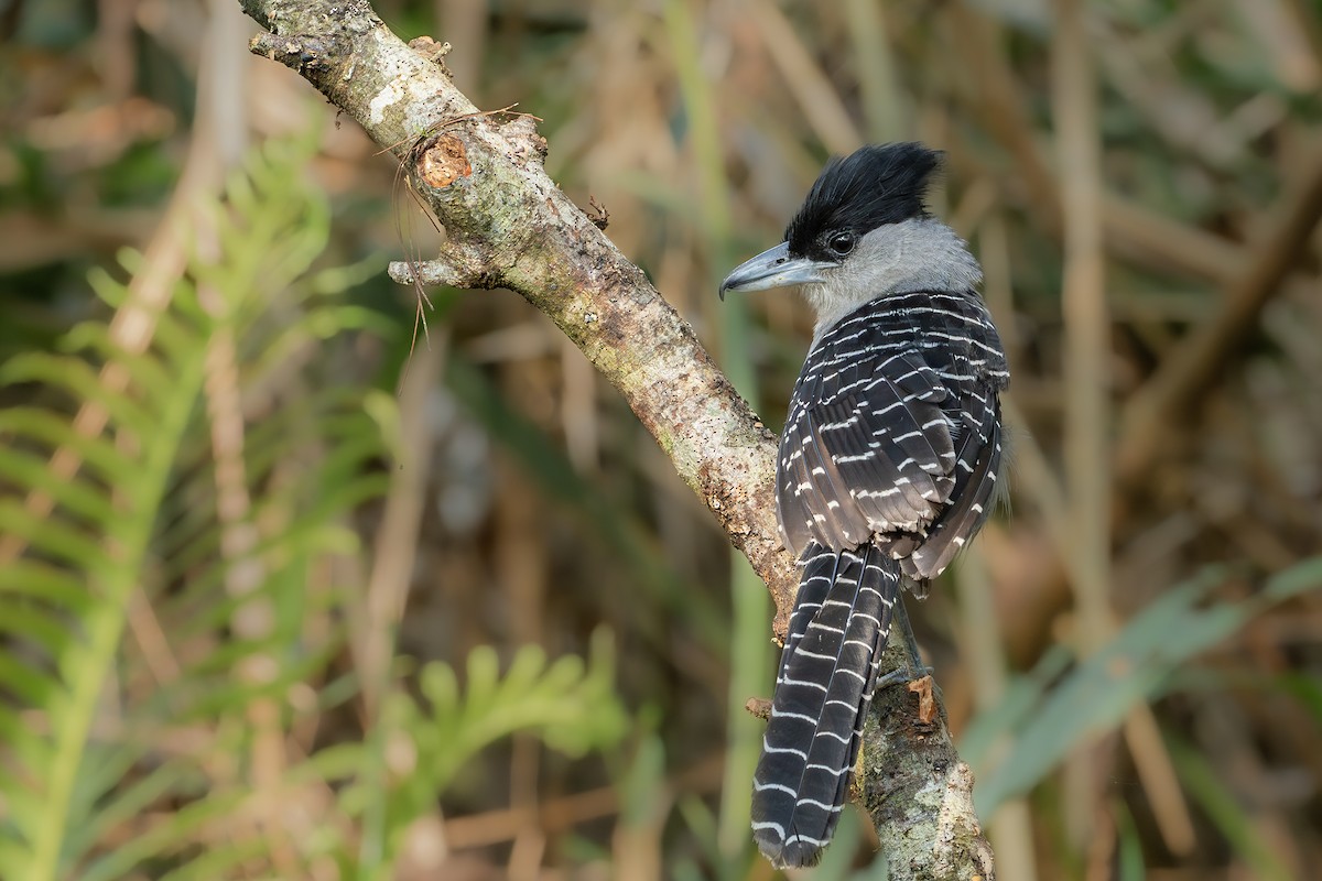 Giant Antshrike - ML641974442