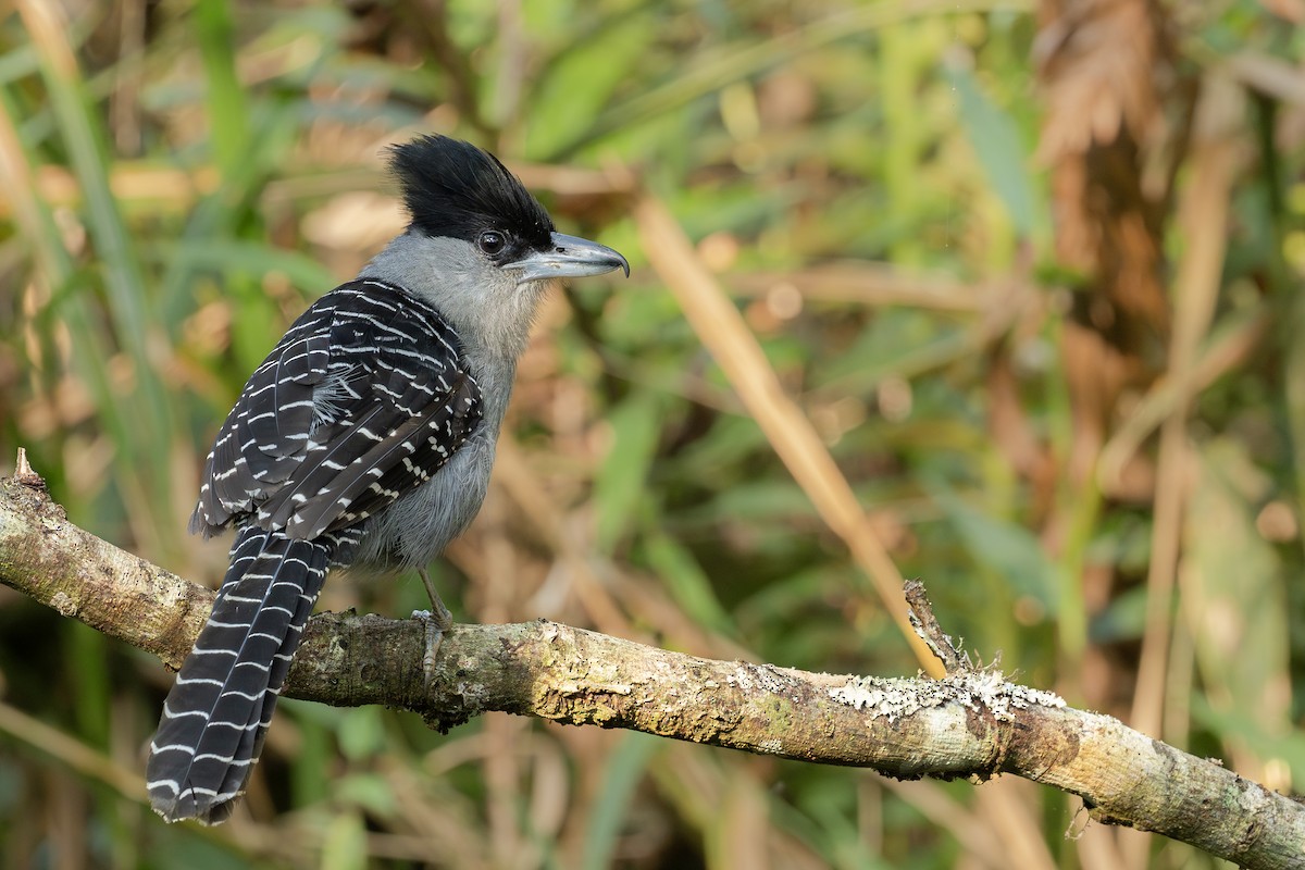 Giant Antshrike - ML641974443