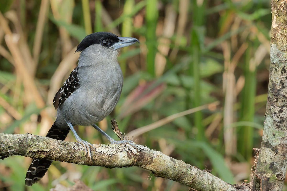 Giant Antshrike - ML641974444
