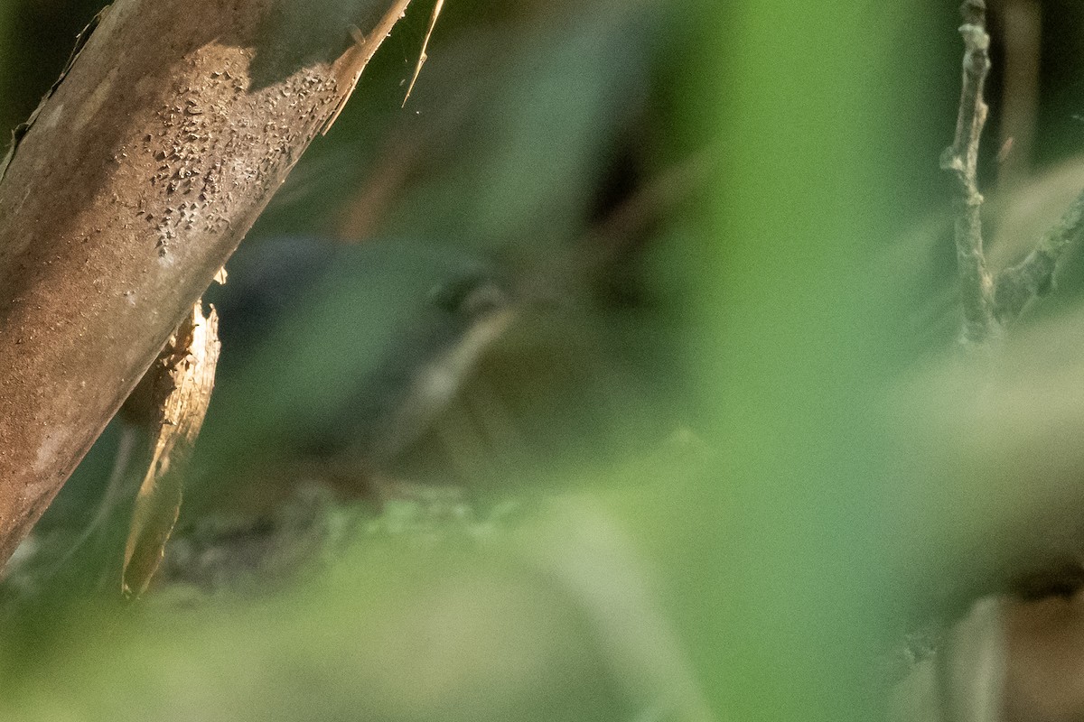White-breasted Tapaculo - ML641974445