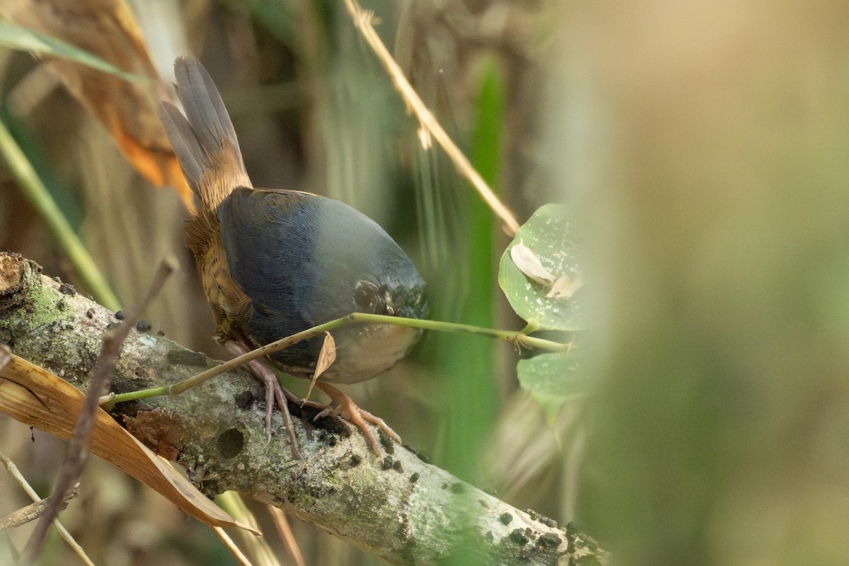 White-breasted Tapaculo - ML641974446