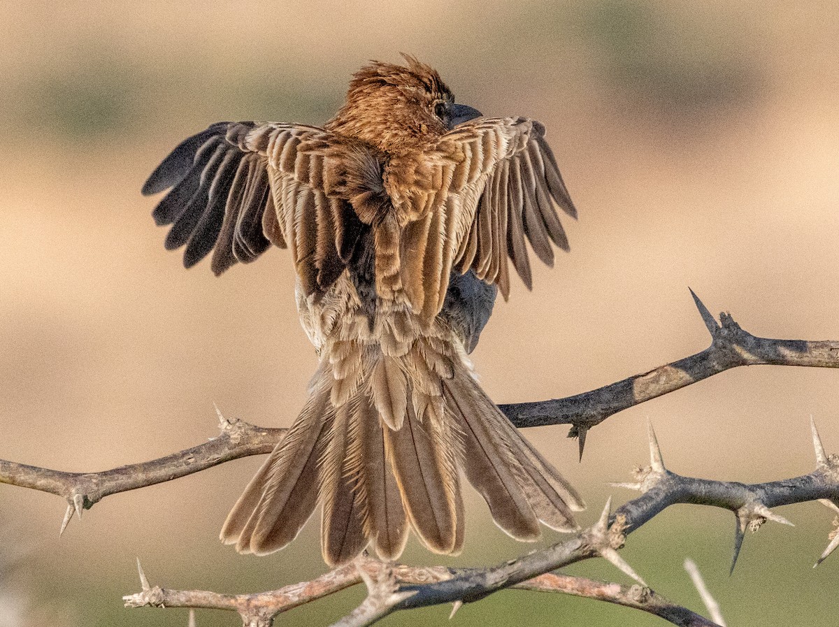 Gillett's Lark - ML641974448