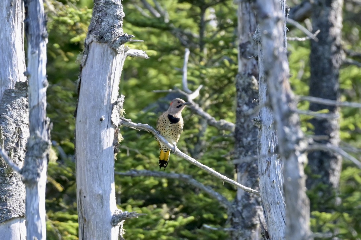 Northern Flicker - ML641974449