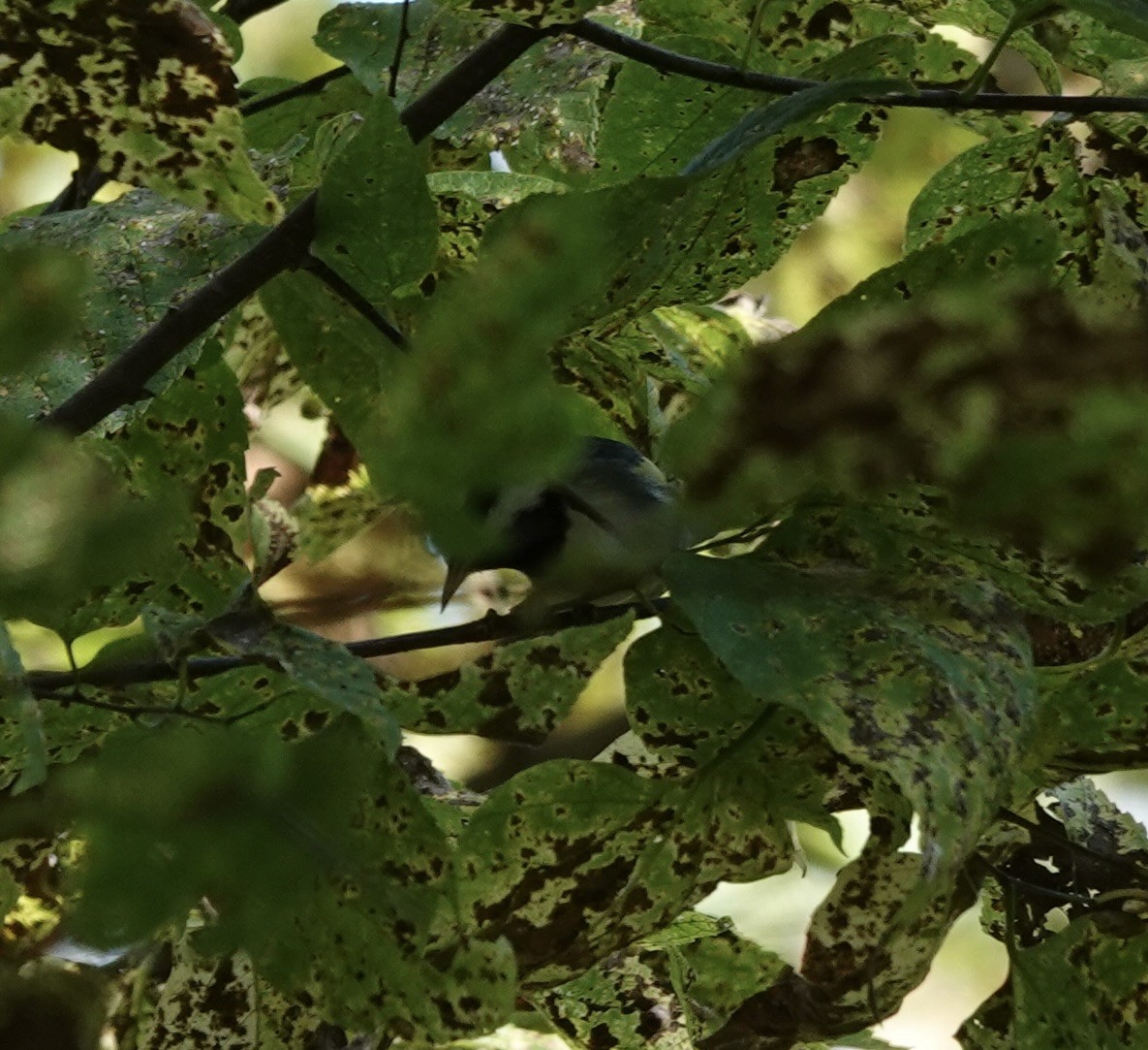 Golden-winged Warbler - ML641974450