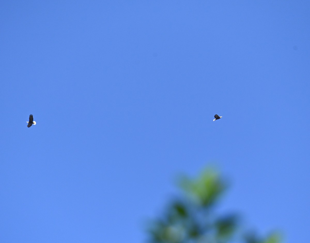 Bald Eagle - ML641974452