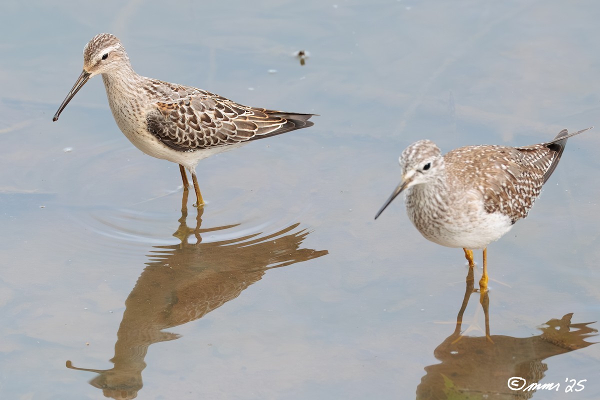 Stilt Sandpiper - ML641974453
