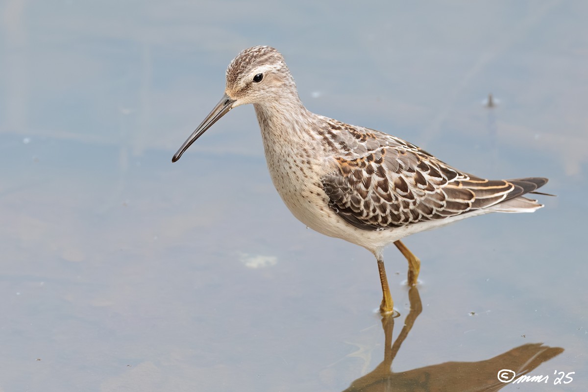 Stilt Sandpiper - ML641974454