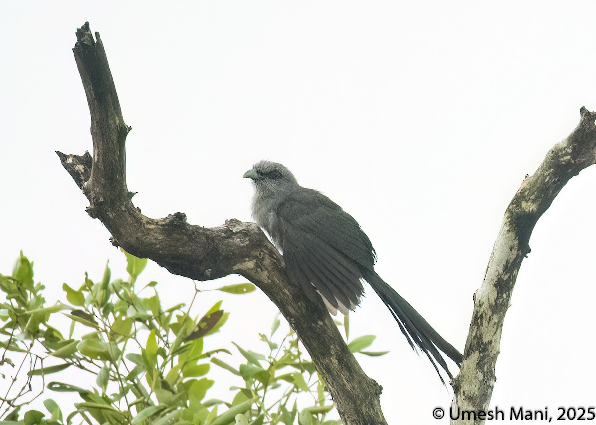 Green-billed Malkoha - ML641974458