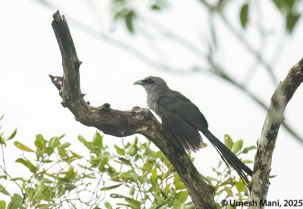 Green-billed Malkoha - ML641974459