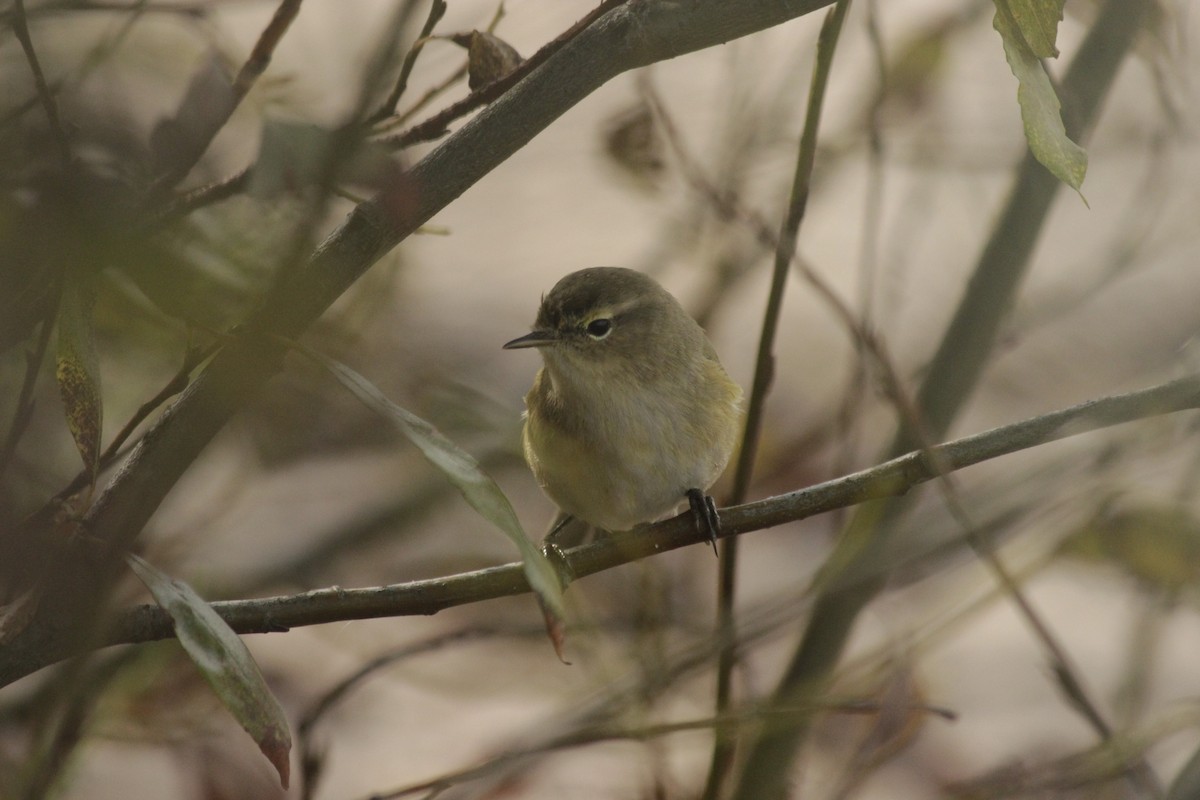 Common Chiffchaff - ML641974460