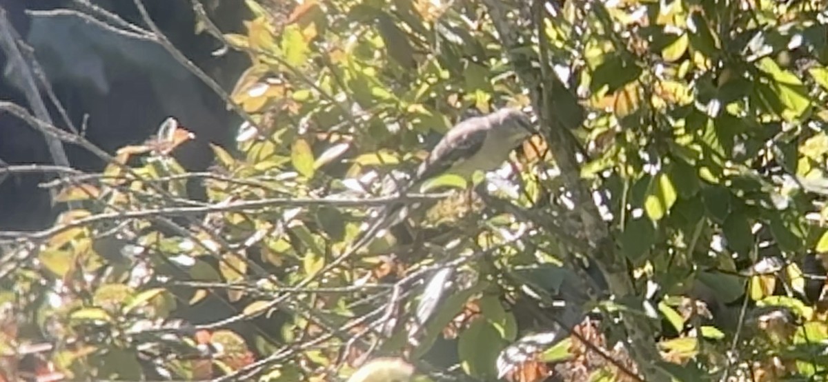 sangspottefugl - ML641974462