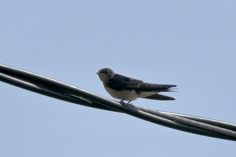 Barn Swallow - ML641974463
