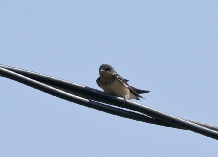 Barn Swallow - ML641974464