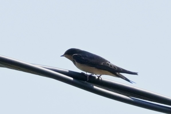 Barn Swallow - ML641974465