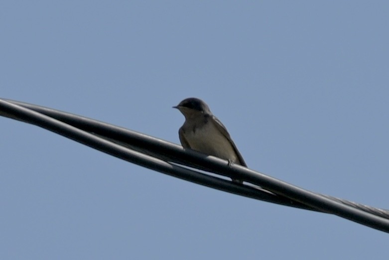 Barn Swallow - ML641974466