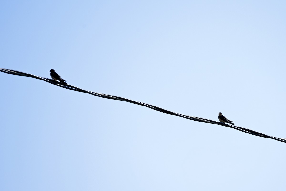 Barn Swallow - ML641974467