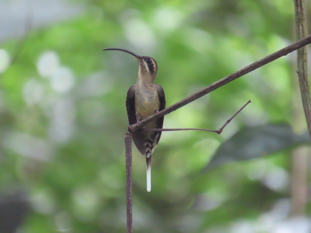 Long-billed Hermit - ML641974479