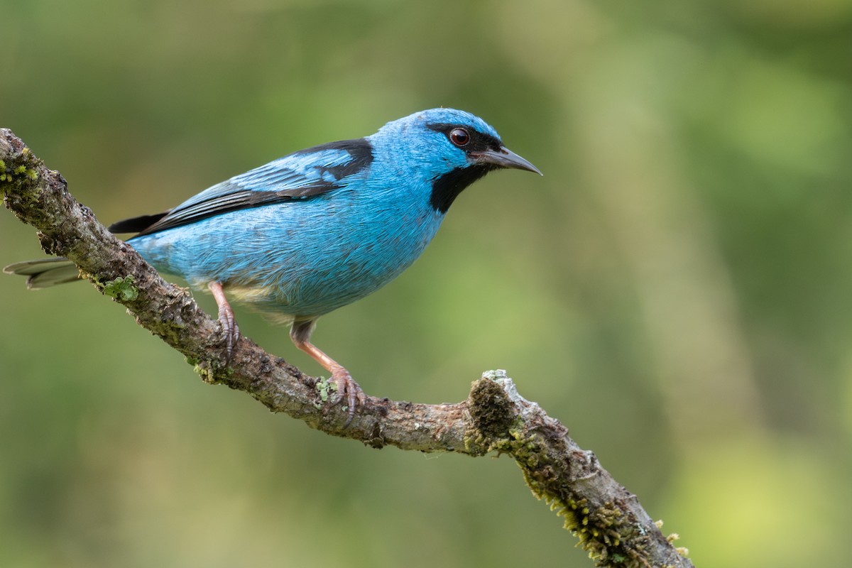Blue Dacnis - ML641974480