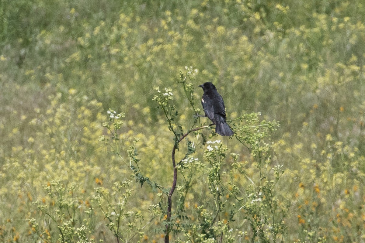 Tricolored Blackbird - ML641974481
