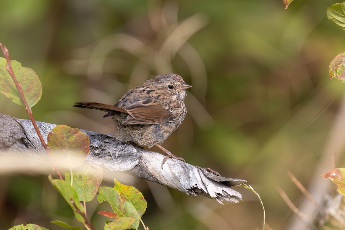 Song Sparrow (montana/merrilli) - ML641974495
