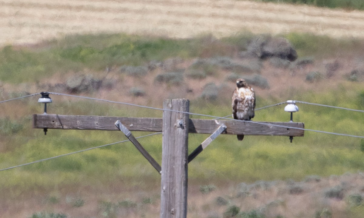 Red-tailed Hawk (calurus/alascensis) - ML641974502