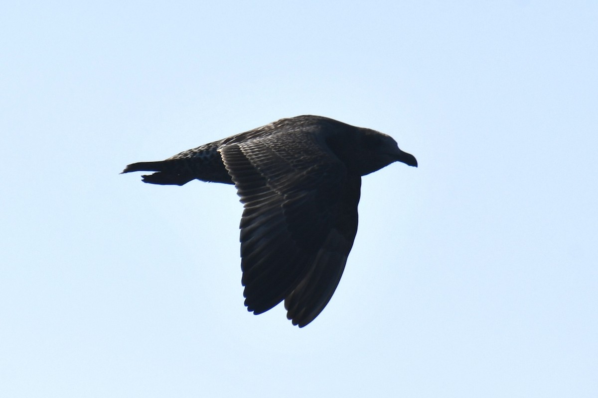 Gaviota Argéntea Americana - ML641974523