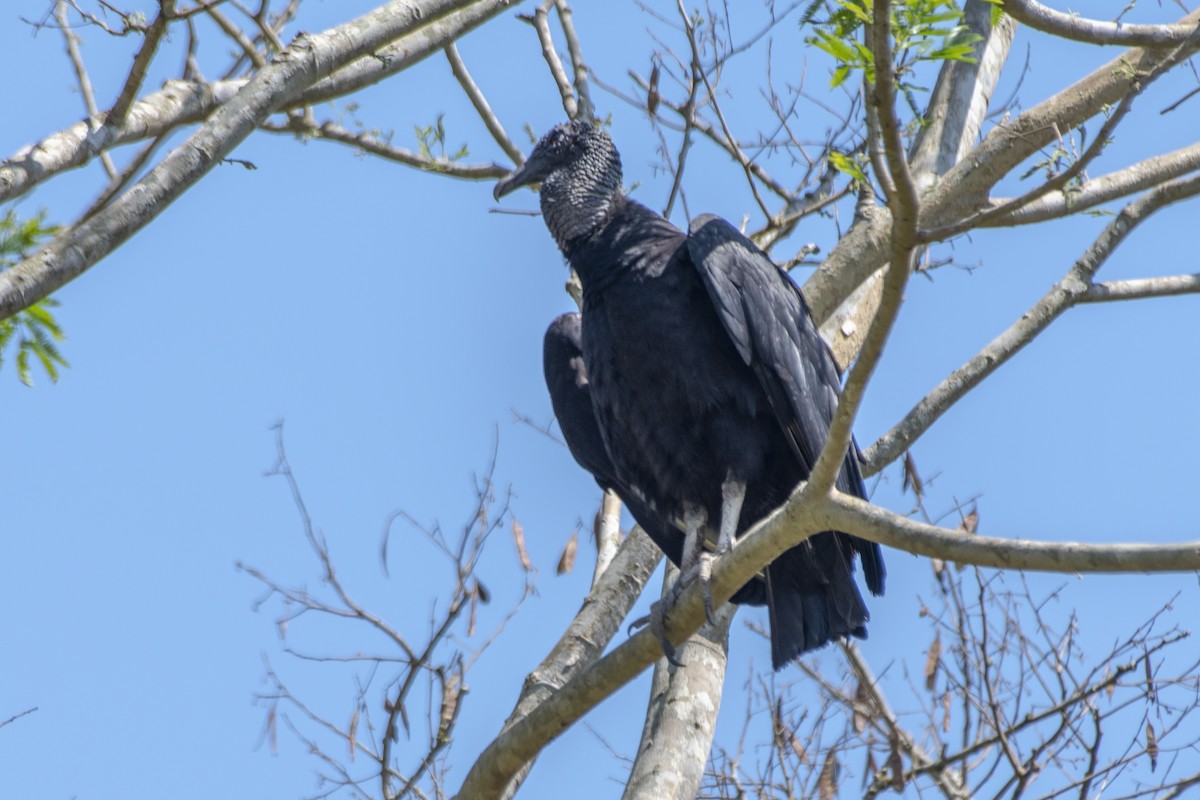 Black Vulture - ML641974559