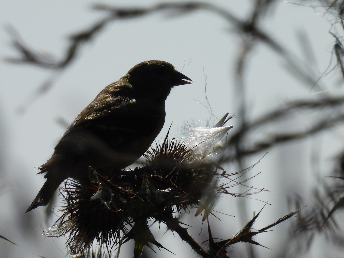 American Goldfinch - ML641974565