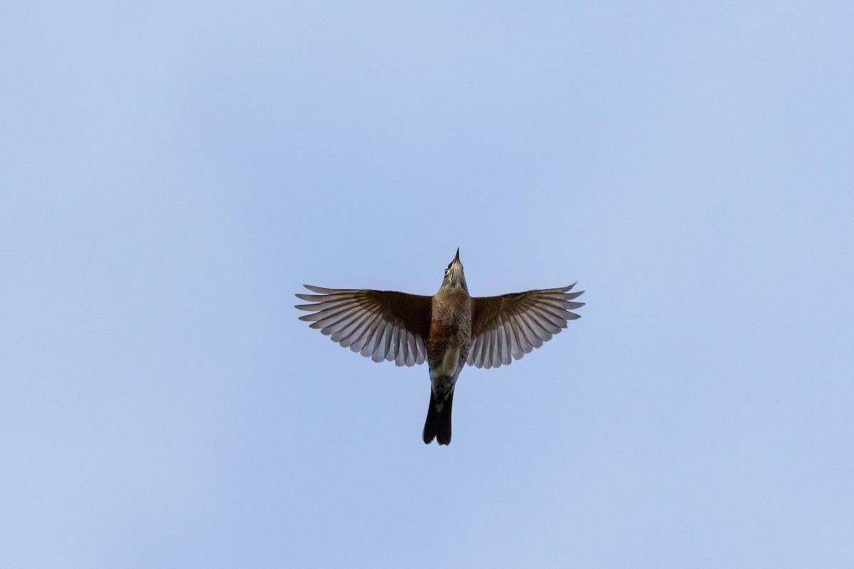 American Robin - ML641974568