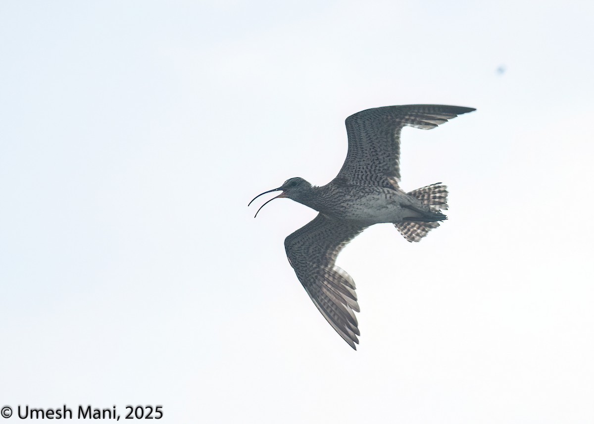 Whimbrel - ML641974569