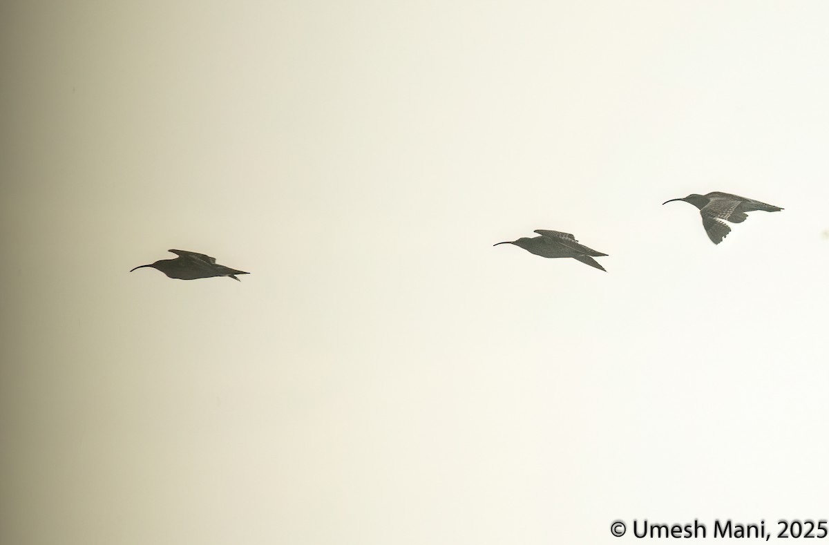 Whimbrel - ML641974570