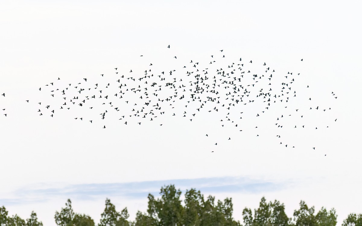 Common Grackle - ML641974574