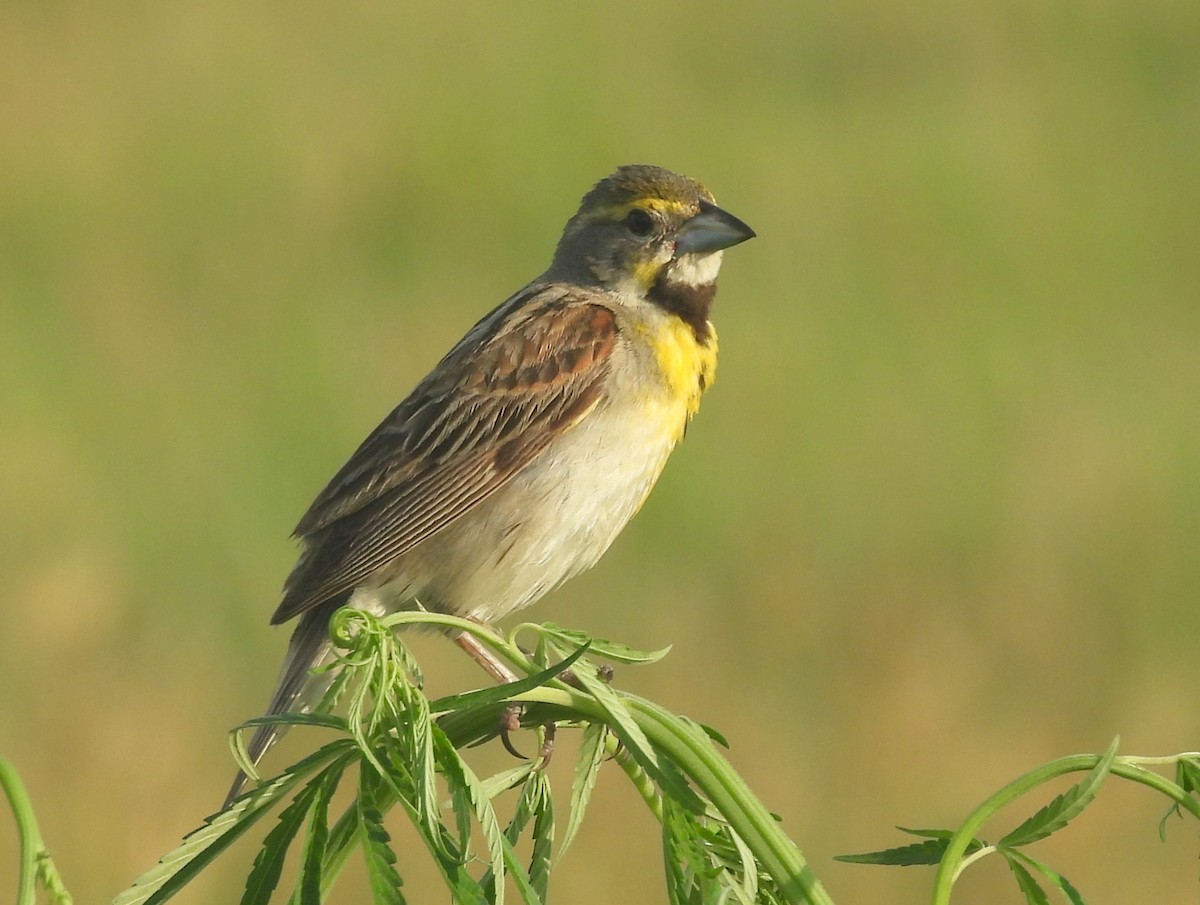 Dickcissel d'Amérique - ML641974577