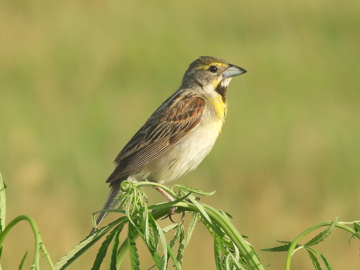 Dickcissel - ML641974578